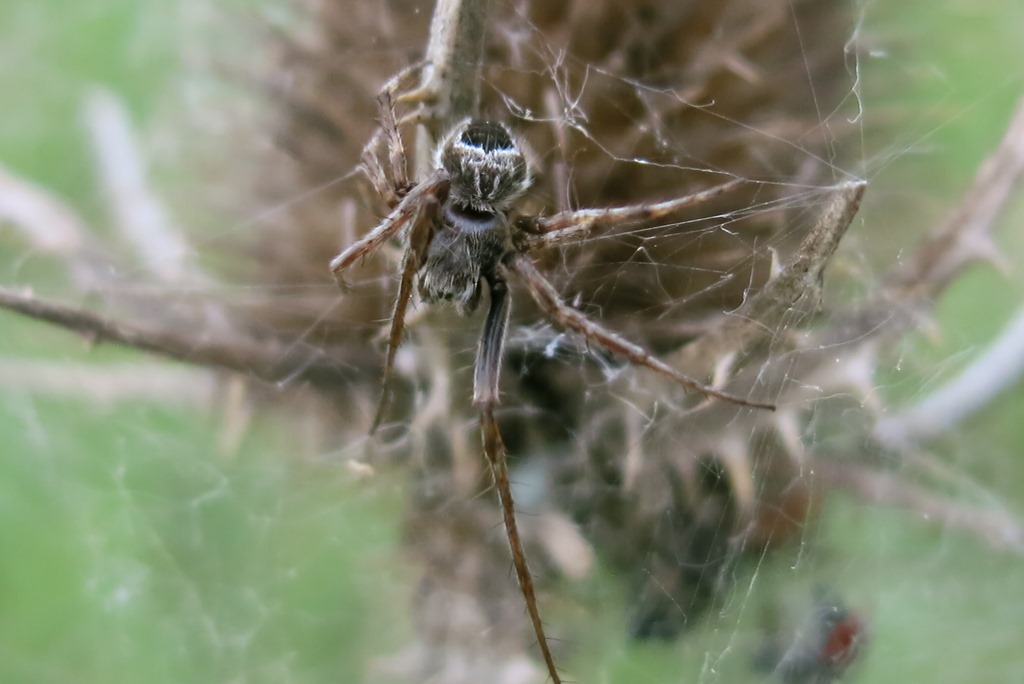 Maschio di Agalenatea redii - Acquapendente (VT)